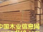樟子松的詳細(xì)介紹